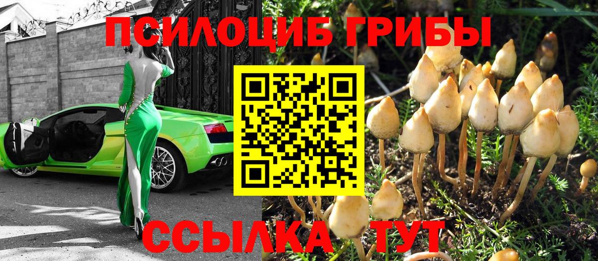 Белогорск  Псилоцибиновые грибы Cubensis  Вход с VPN 